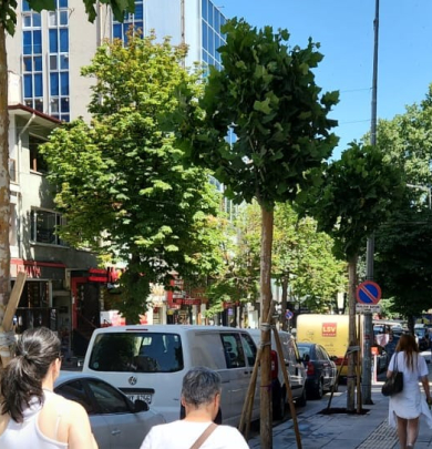 YİTİRDİĞİMİZ AĞAÇLARIMIZ YAVAŞ YAVAŞ GERİ GELİYOR